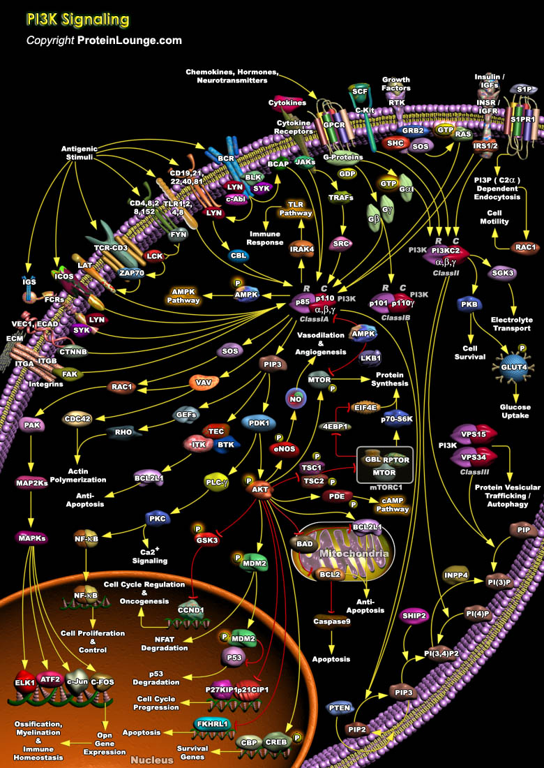 PI3K Signaling